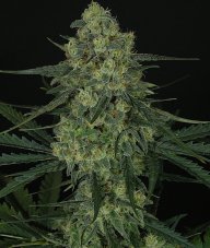 Ripper Seeds Criminal feminizované semená
