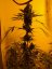 Mango Haze - Standardized Seeds 18 pcs Mr. Nice