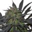Blue Mystic - semințe feminizate 5 buc Royal Queen Seeds