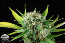 Royal Haze  3 ks feminizované semienka Dinafem