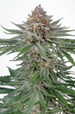 Strawberry Pie Auto - self-flowering marijuana seeds 3 pcs Fast Buds