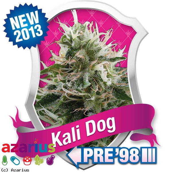 Kali Dog - feminizované semienka 5ks Royal Queen Seeds