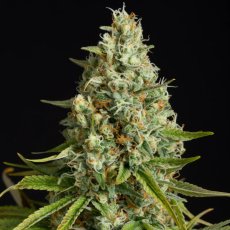 Amnesia Lemon - feminized seeds 10pcs, Silent Seeds
