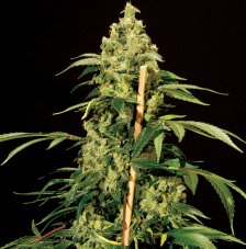 Jack Herer - 5 feminized seeds The Bulldog