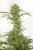 OG Kush Autoflowering CBD - fem. and autoflowering seeds 5pcs Dinafem