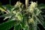 Bubba Cheesecake - feminized cannabis seeds 5 pcs, Seedsman