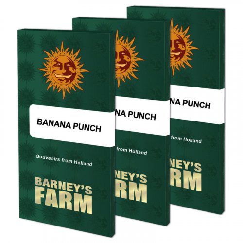 Banana Punch - feminized seeds 10 pcs, Barney's Farm
