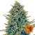 CBD Blue Shark  - feminizovaná semínka 5 ks Barney´s Farm
