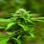 Royal Moby 3 ks feminizované semienka Royal Queen Seeds