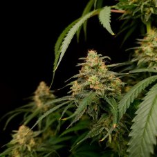 Paradise Seeds Zesty Bliss Feminized Seeds