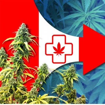 Po tańszą marihuanę do apteki - czy Kanadyjczycy symulują z lekarzem?