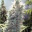 Cinderella 99 - feminizované semená 6ks Natural Seeds