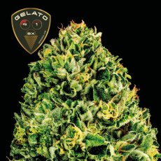 Gelato 41 BX Auto Feminizovaná Semínka - 5