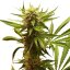 Northern Light - feminizované semienka 3 ks Royal Queen Seeds