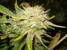 Sensi Star - 10ks feminizované semená Paradise Seeds