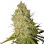 Special Kush nr 1 - 10 feminizowanych nasion Royal Queen Seeds