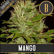 BlimBurn Seeds Mango feminizované semená