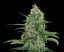 Veneno - 9ks feminized semená Eva Seeds