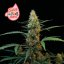 Juicy Zkittlez Auto - automatycznie kwitnące nasiona marihuany, 5 sztuk Seedsman