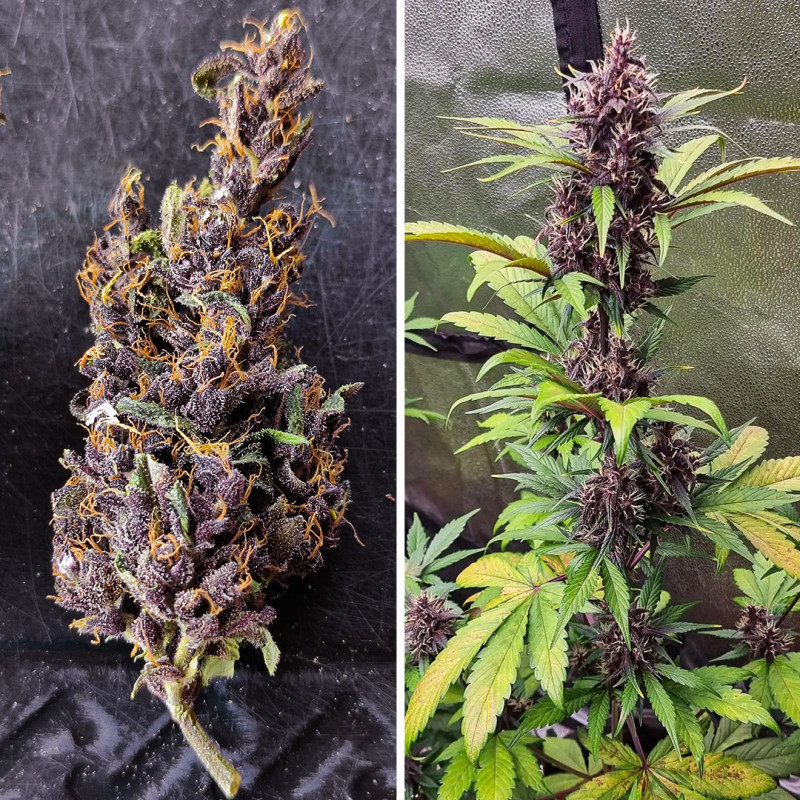 Auto Forbidden Cherry - autoflowering semená 7ks, Dutch Passion