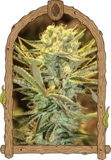 Hippieberry - feminizovaná semena, 5 ks, Exotic Seed