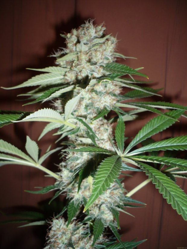 Big Bud - 10 ks feminizovaná semena Sensi Seeds