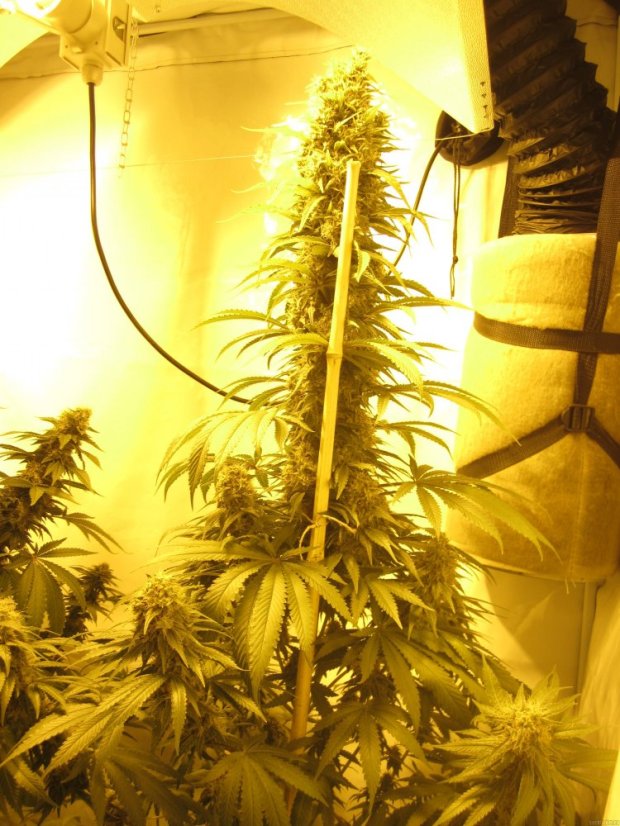 Shiva Skunk - Nasiona 10 sztuk standardowych Sensi Seeds