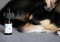 CBD for Dogs: Is It Safe and What Dosage to Choose?