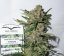 CBD Skunk Haze®- feminizované semienka 3 ks Dutch Passion