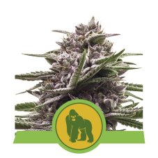 Royal Gorilla Automatic - fem. und selbstblühende Samen 10 Stück Royal Queen Seeds