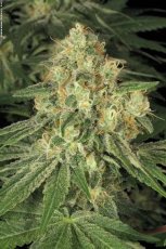 Allkush - feminizované semená 3 ks Paradise Seeds