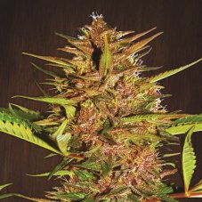 Ace Seeds Pakistani Chitral Kush feminisierte Hanfsamen