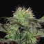 Bad Azz Kush - feminizovaná semínka 3 ks Barney´s Farm