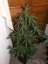 +Speed Auto – 10 ks autoflowering semien RQS