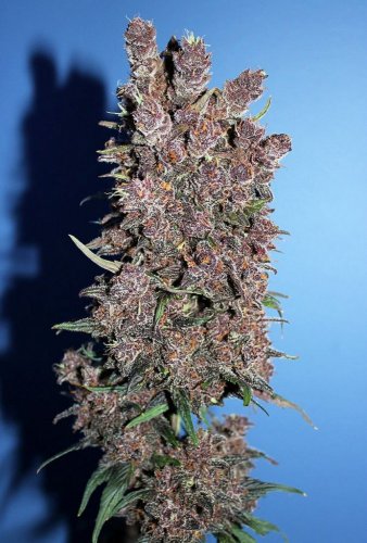 Red Poison Auto - feminized And autoflowering seeds 3 pcs Sweet Seeds
