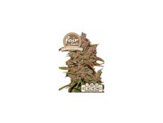 Auto Crystal Meth - Autoflowering Marihuana Samen 5 Stück Fair Seeds