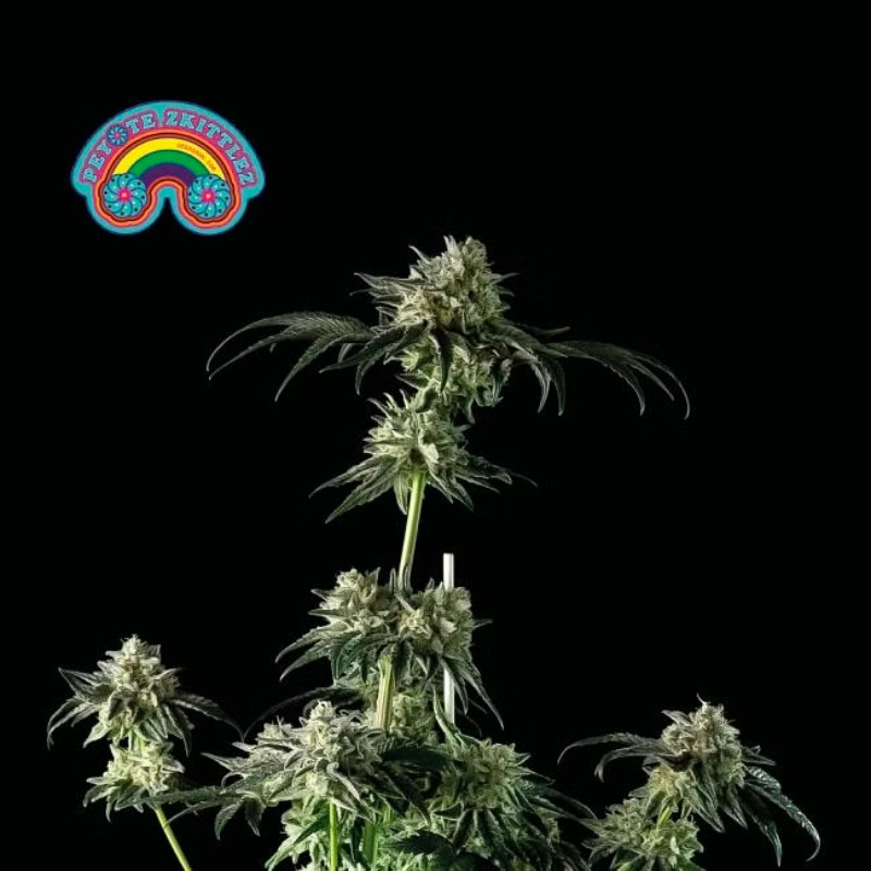 Peyote Zkittlez - feminizovaná semena konopí 10 ks, Seedsman