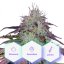 CBD Blueberry (1:16) - feminized seeds 3 pcs Cannapio