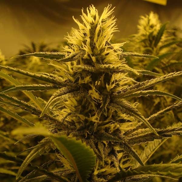 Lemon Skunk 5 ks (Indoor), feminozované Green House Seeds