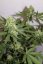 Northern Lights N.5 x Haze 10 ks štandardizované feminizované semená Sensi Seeds