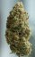 Blue Kush Auto - fem. a samonakvétací semínka 10 ks Dinafem