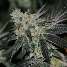 Karma Genetics Crumbled Lime regulérní semena