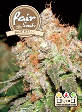 Jack Herer -  feminizovaná semínka 5 ks Fair Seeds