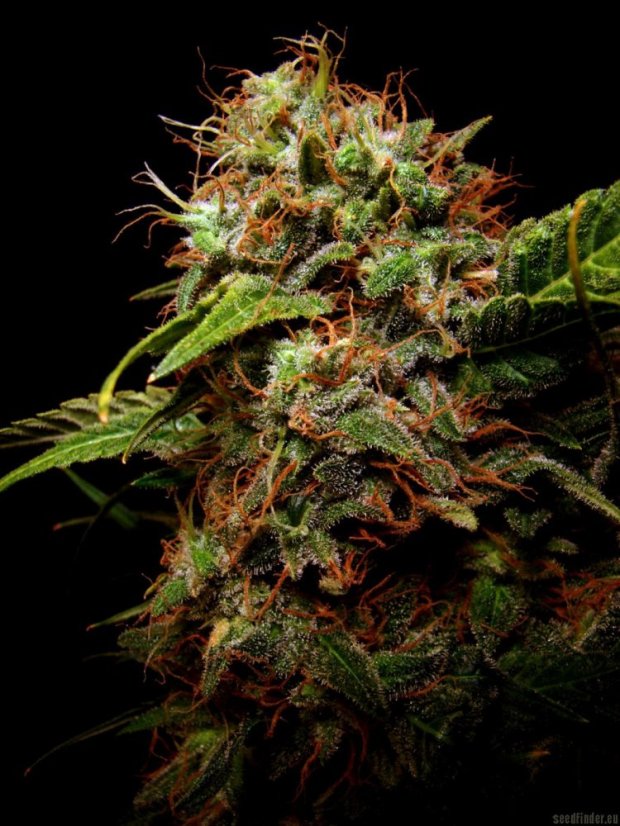 Sensi Star - 10 ks feminizovaná semena Paradise Seeds