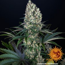 Blueberry OG - feminizované semena marihuany 3 ks Barney´s Farm