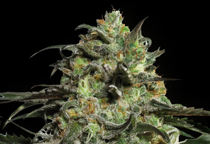 Peyote Cookies - feminisierte Samen 10 Stück Barney's Farm