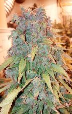 Think Big - fem. autoflowering semená 7 ks Dutch Passion