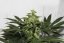 CBD Kush®- feminizované semená 10 ks Dutch Passion