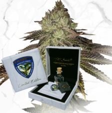 T.H. Seeds Gelato 33 x Birthday Cake regulérní semena