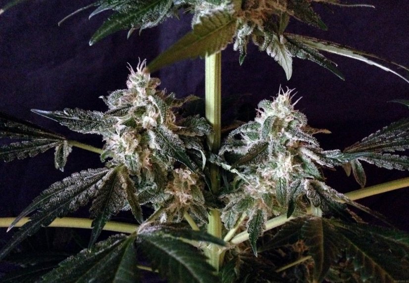 Northern Lights Automatic - feminizovaná a samonakvétací semínka 3ks Sensi Seeds